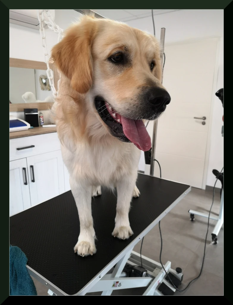Golden Retriever - TWISTER