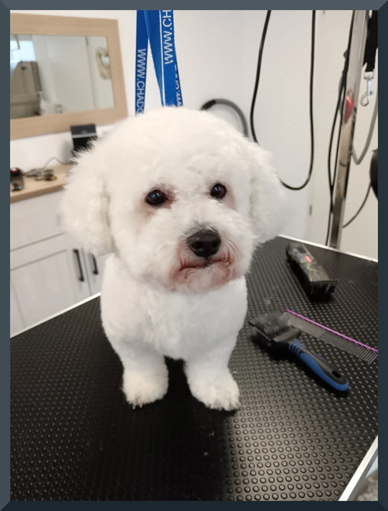 Bichon frisé