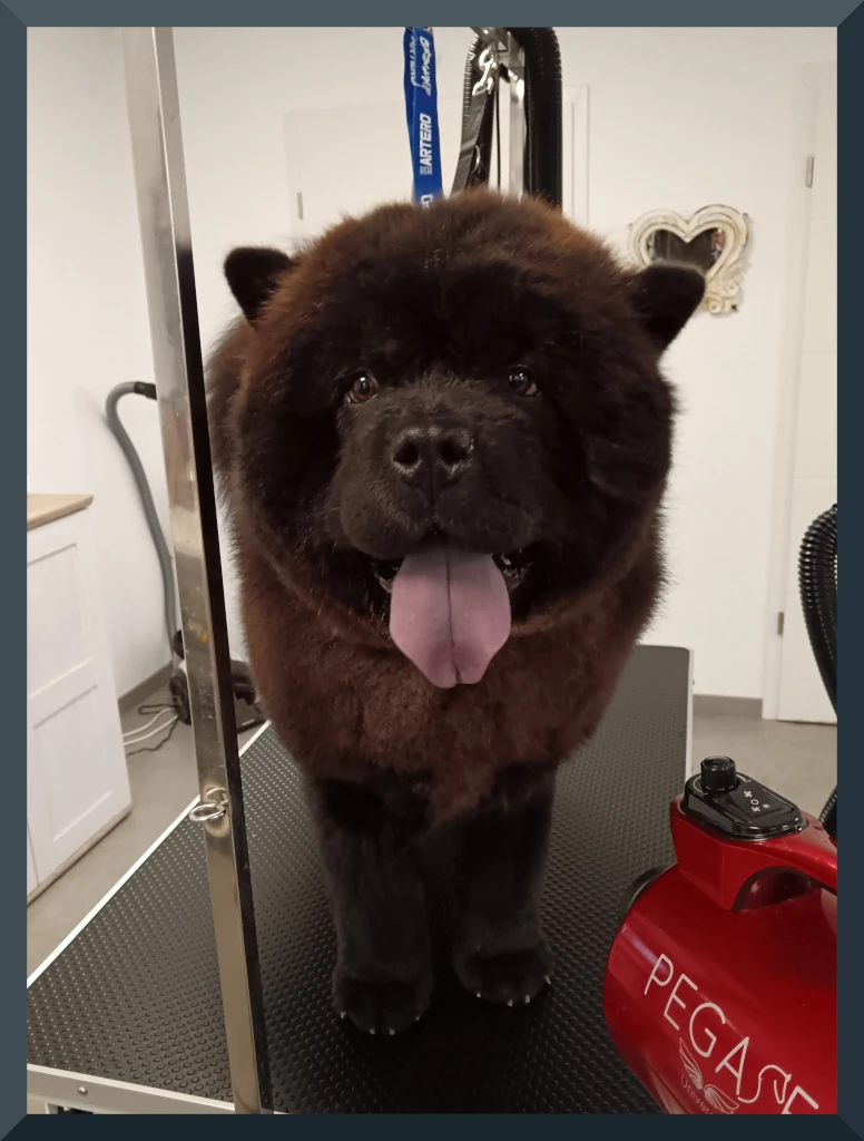 Chow chow
