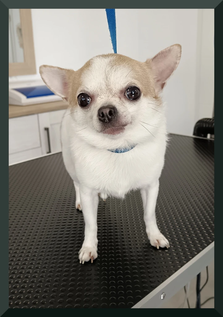 Chihuahua