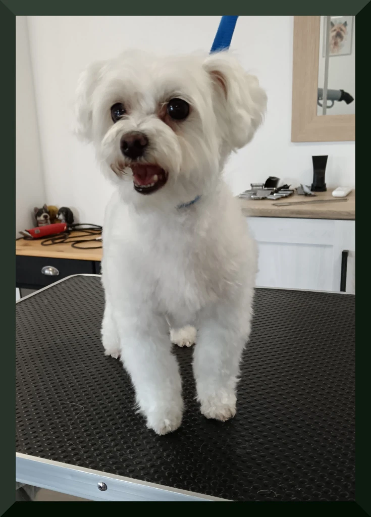 Bichon