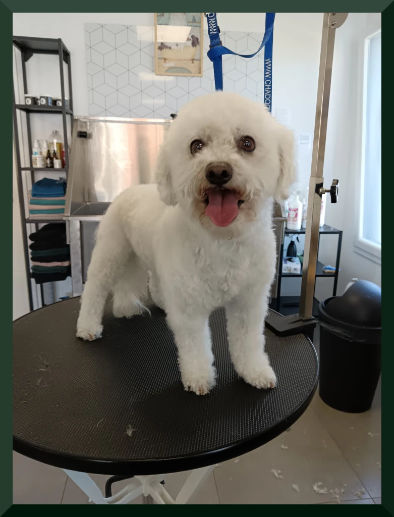 Bichon frisé Bouli
