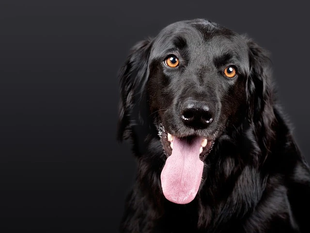 chien