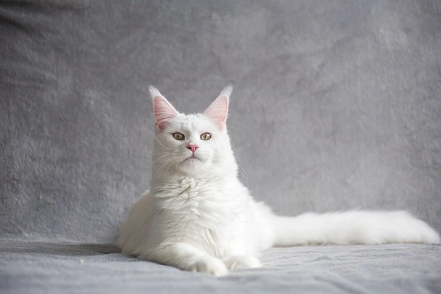 chat